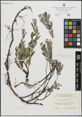 Foto von Salix repens L.